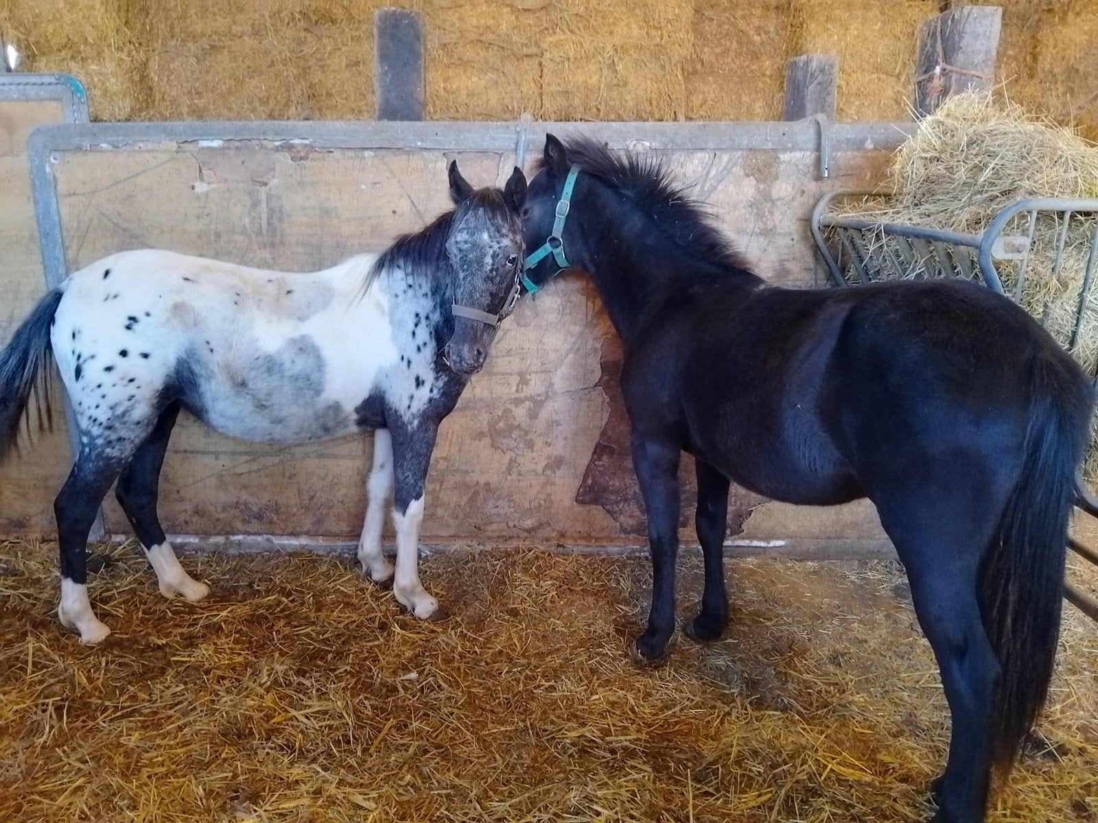 C pony's merries