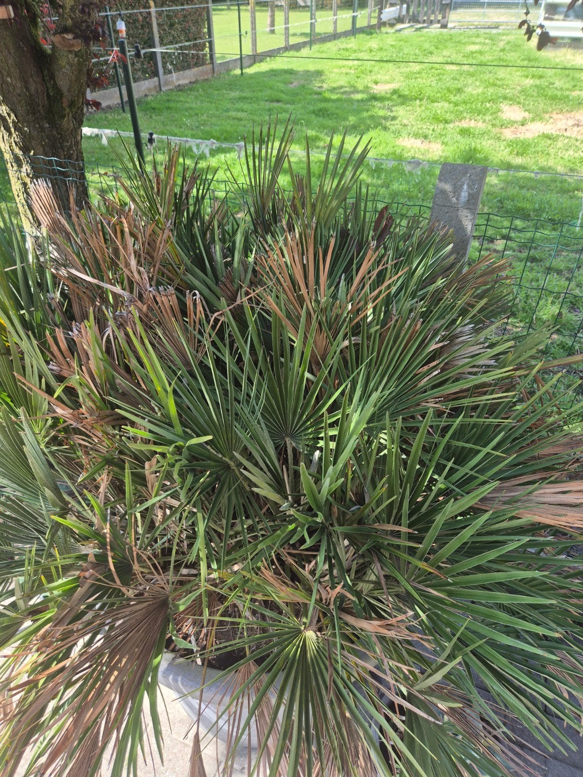 Europese dwergpalm, Tuin en Terras, Bloembollen en Zaden, Ophalen