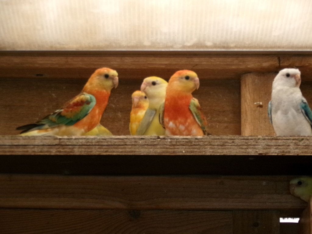 Parkieten . Roodruggen, Dieren en Toebehoren, Vogels | Parkieten en Papegaaien