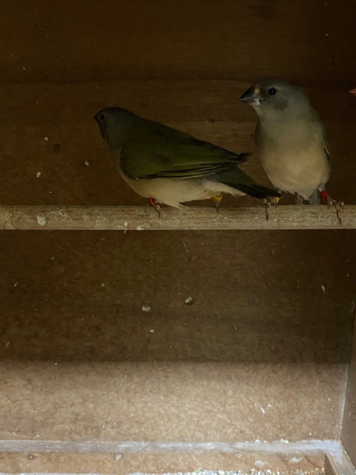 2 jonge blauwe gouldamadines, Geslacht onbekend, Tropenvogel