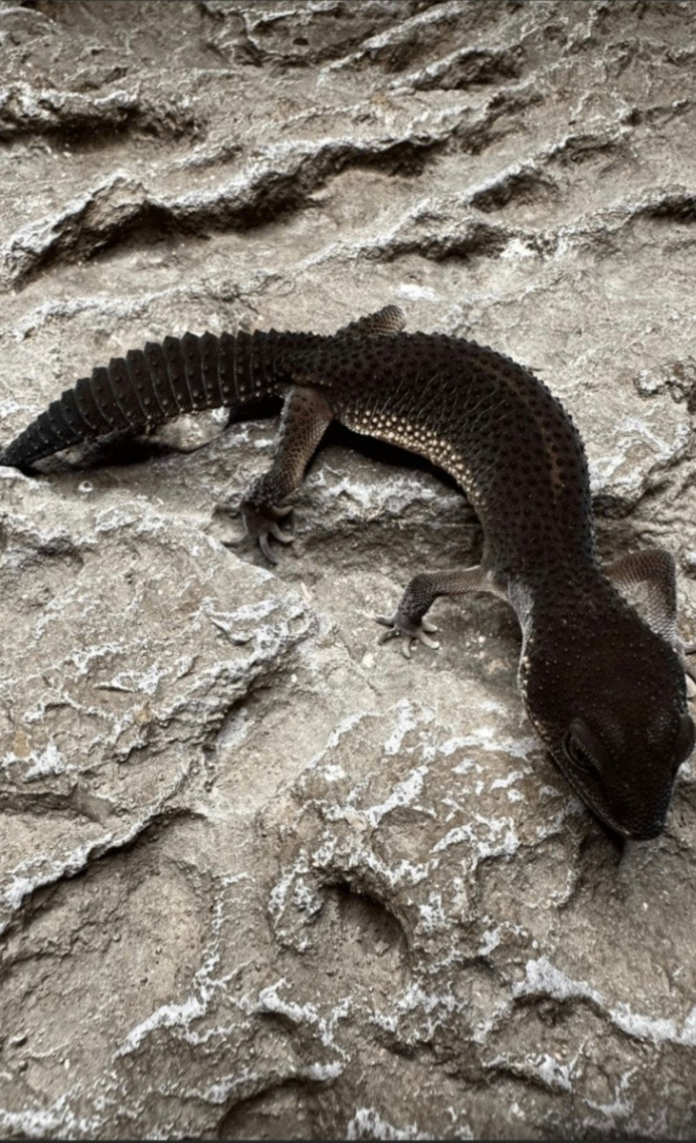 gecko leopard femelle, Lézard, Domestique, 0 à 2 ans