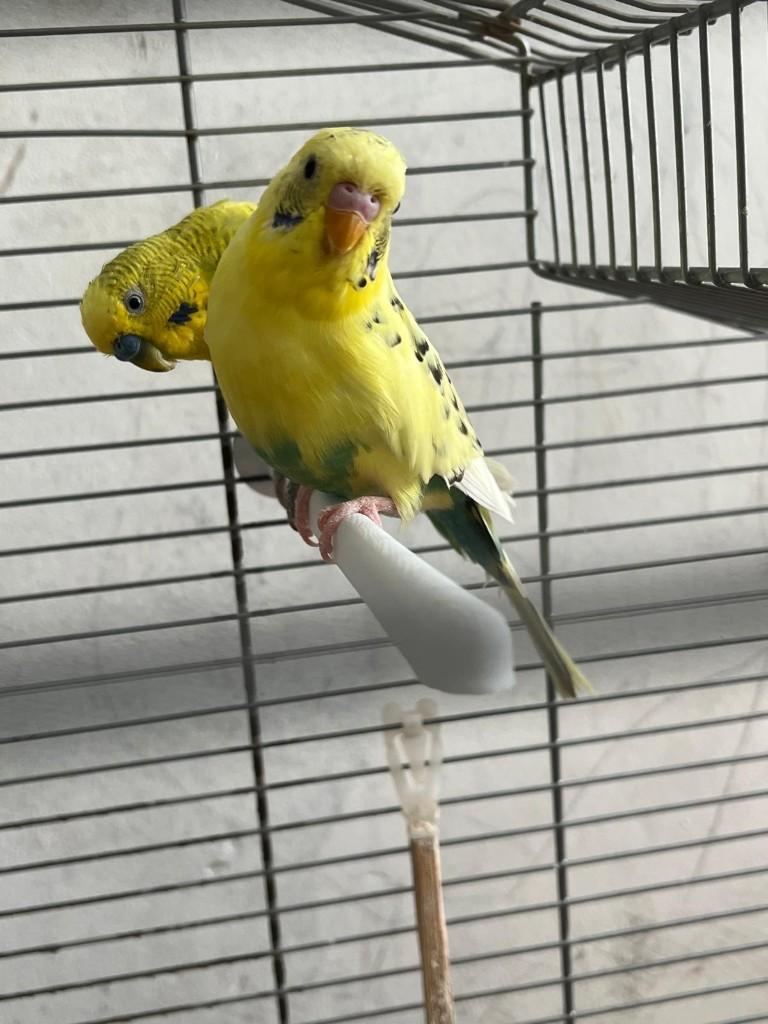 2 grasparkieten (koppel) met kooi, Plusieurs animaux, Perruche