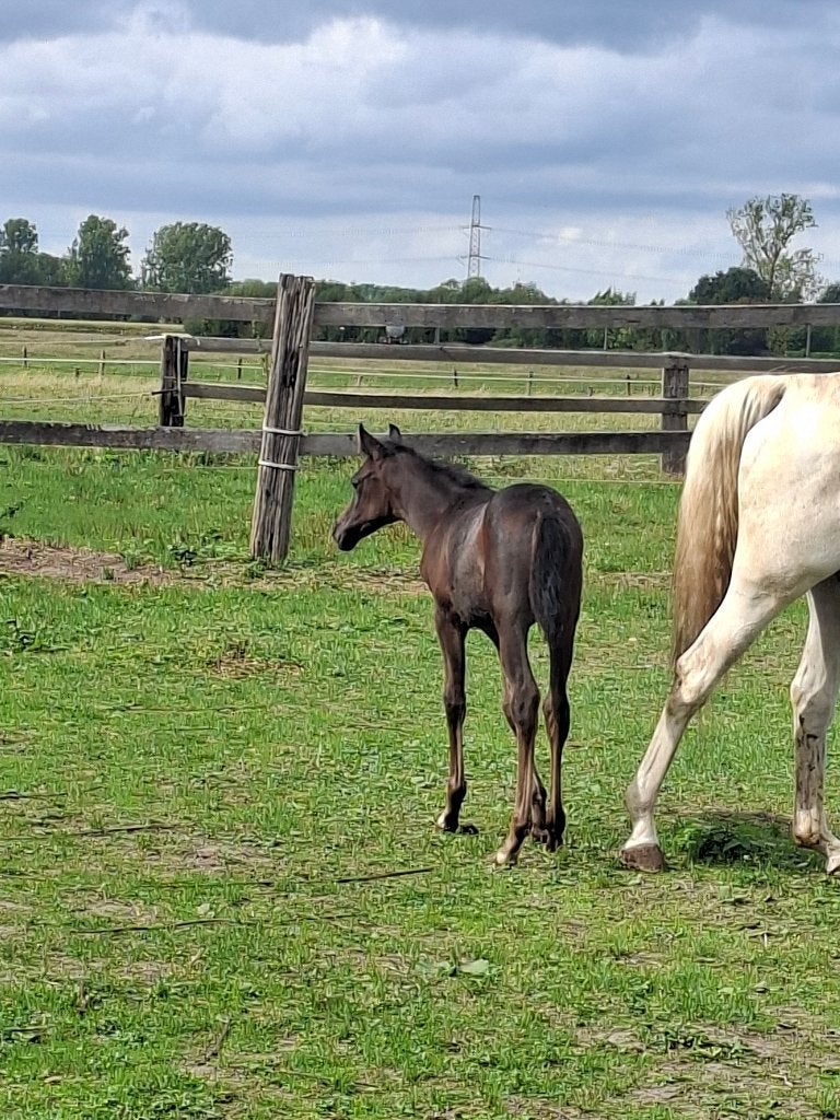 Hulp op stal, Plusieurs animaux, Avec pedigree