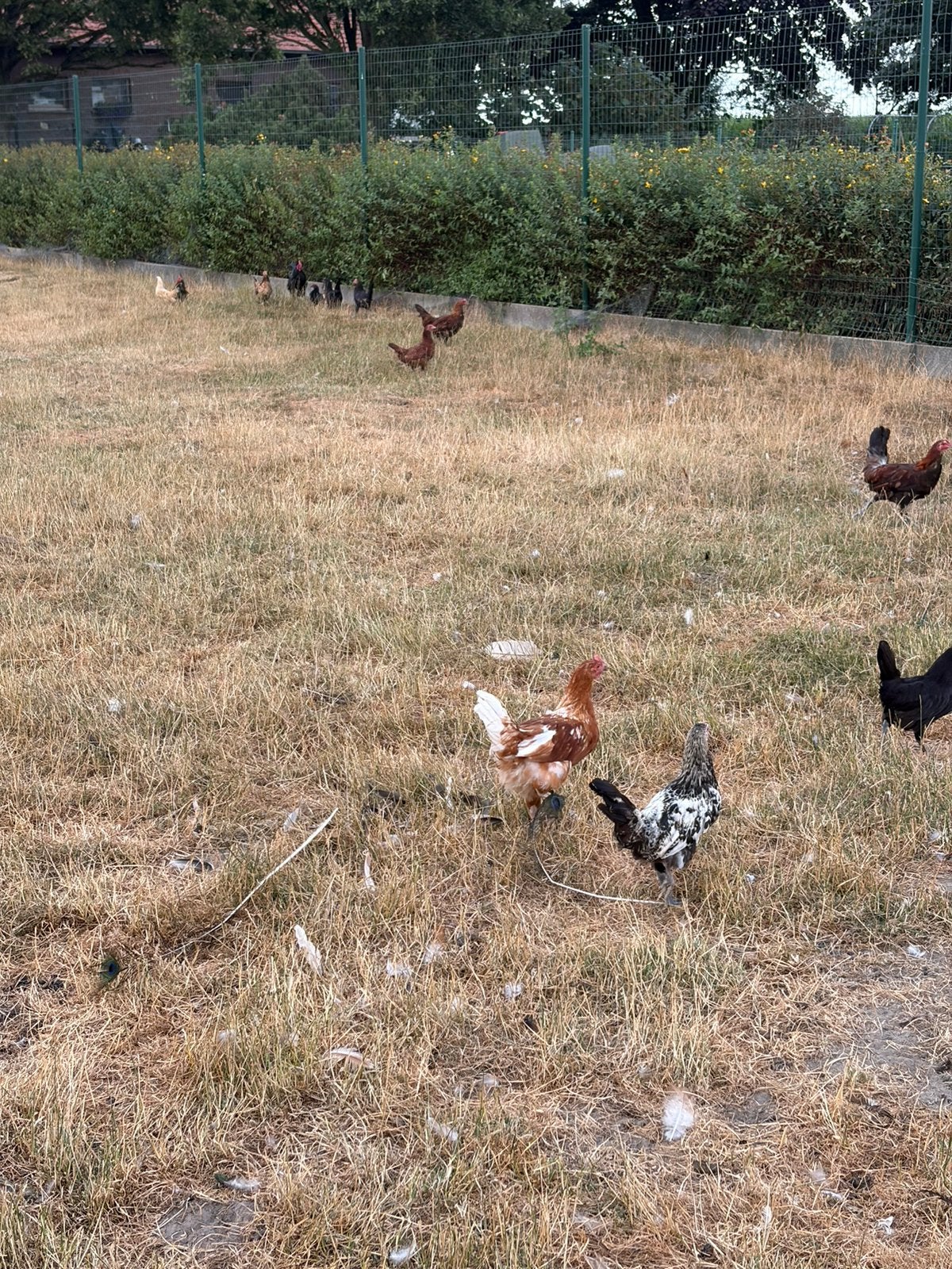 Bruine legkippen, Femelle, Poule ou poulet