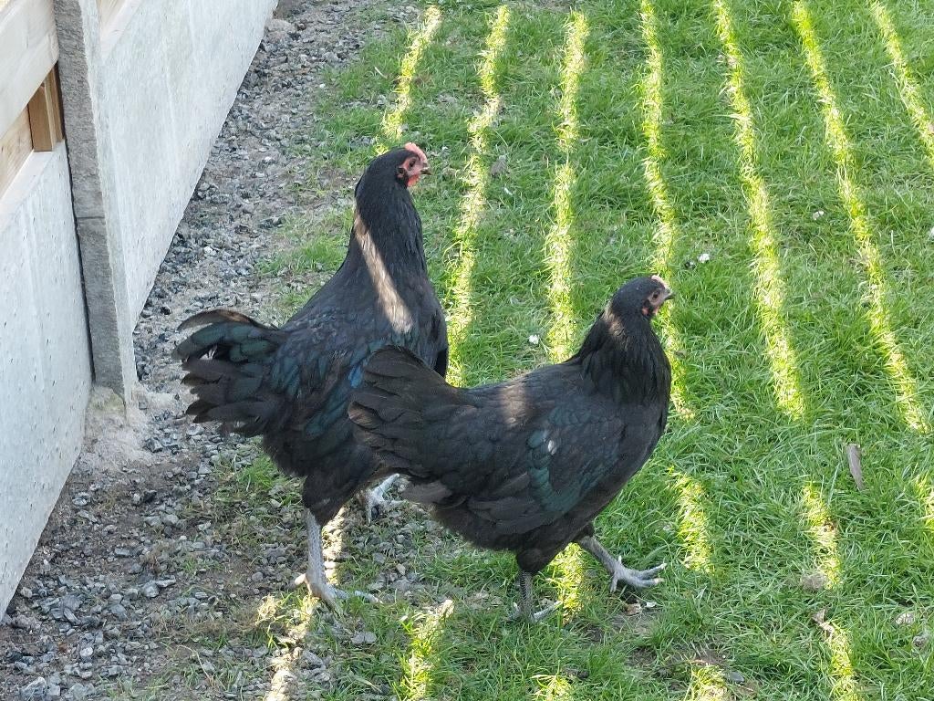 Jong Australorp koppel, Dieren en Toebehoren, Pluimvee, Kip