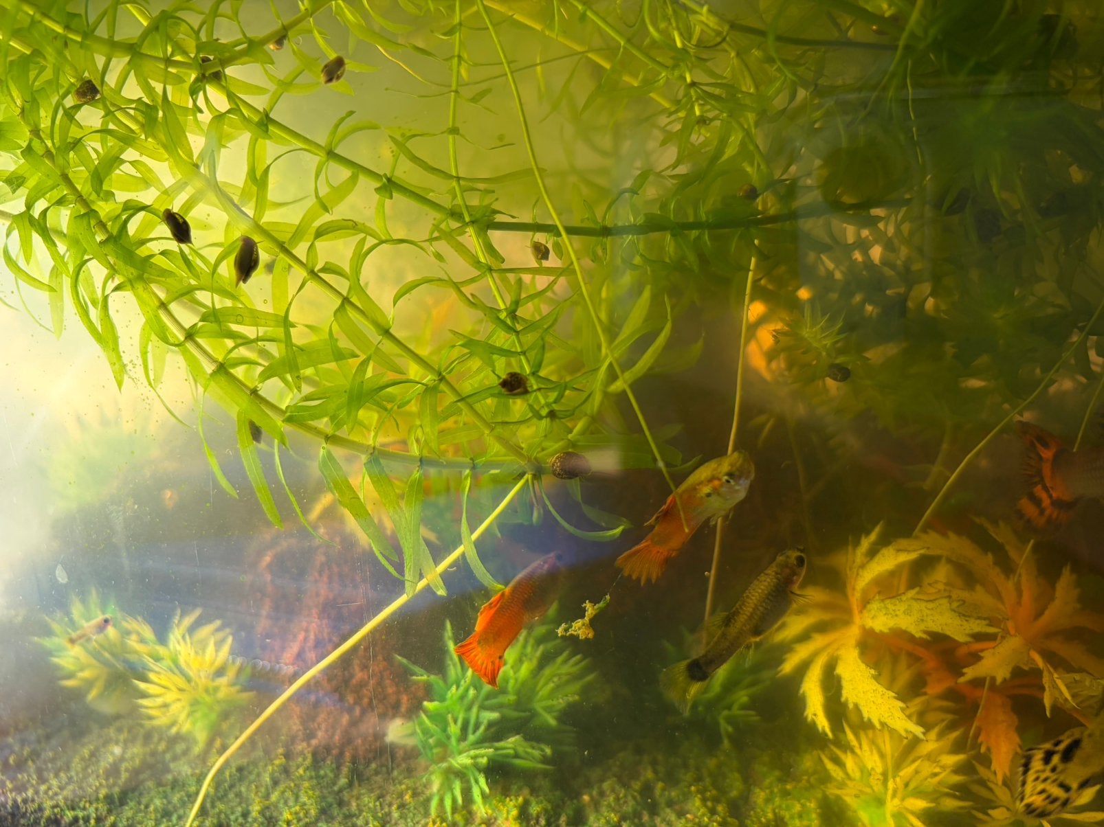 Baby guppen en aquarium slakken, guppy guppies, Poisson