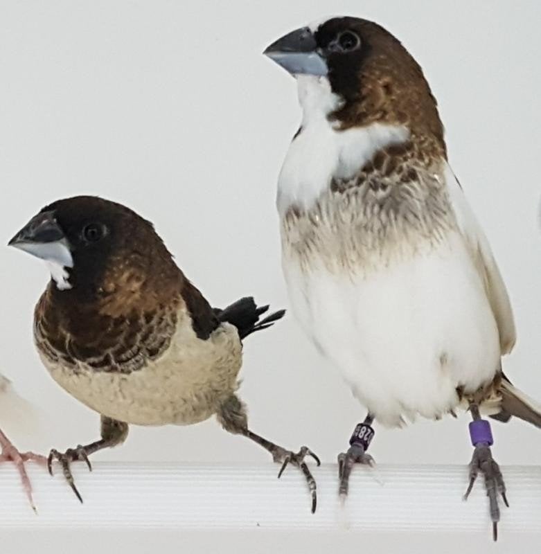 japanse meeuwen  gezocht, Dieren en Toebehoren, Meerdere dieren, Tropenvogel