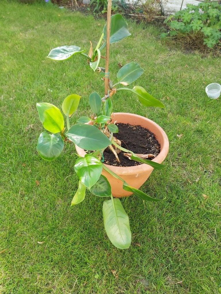 Plant GRATIS, Ophalen, In pot