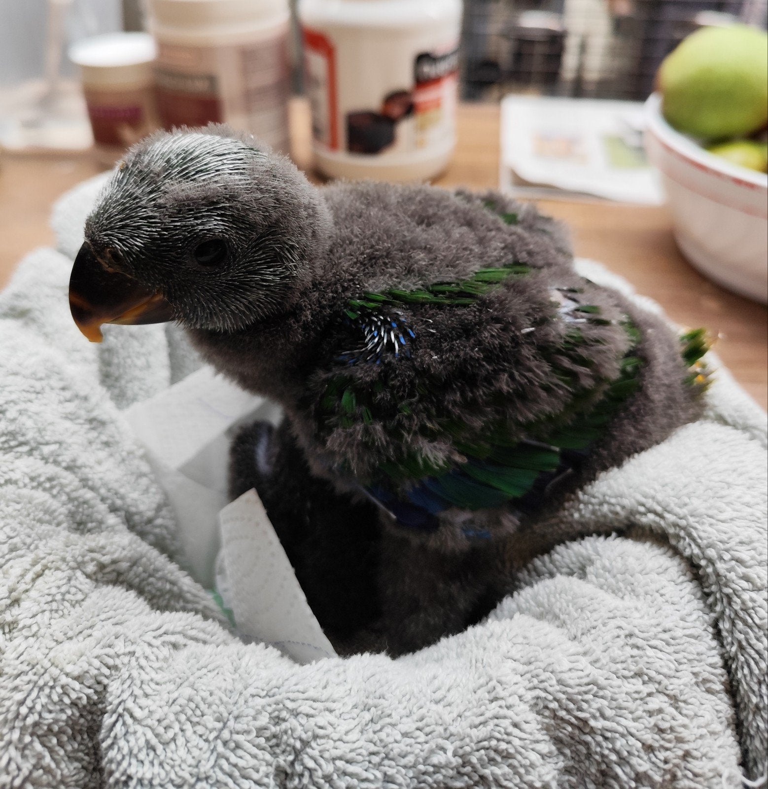 Edelpapegaai (Man), Vogel