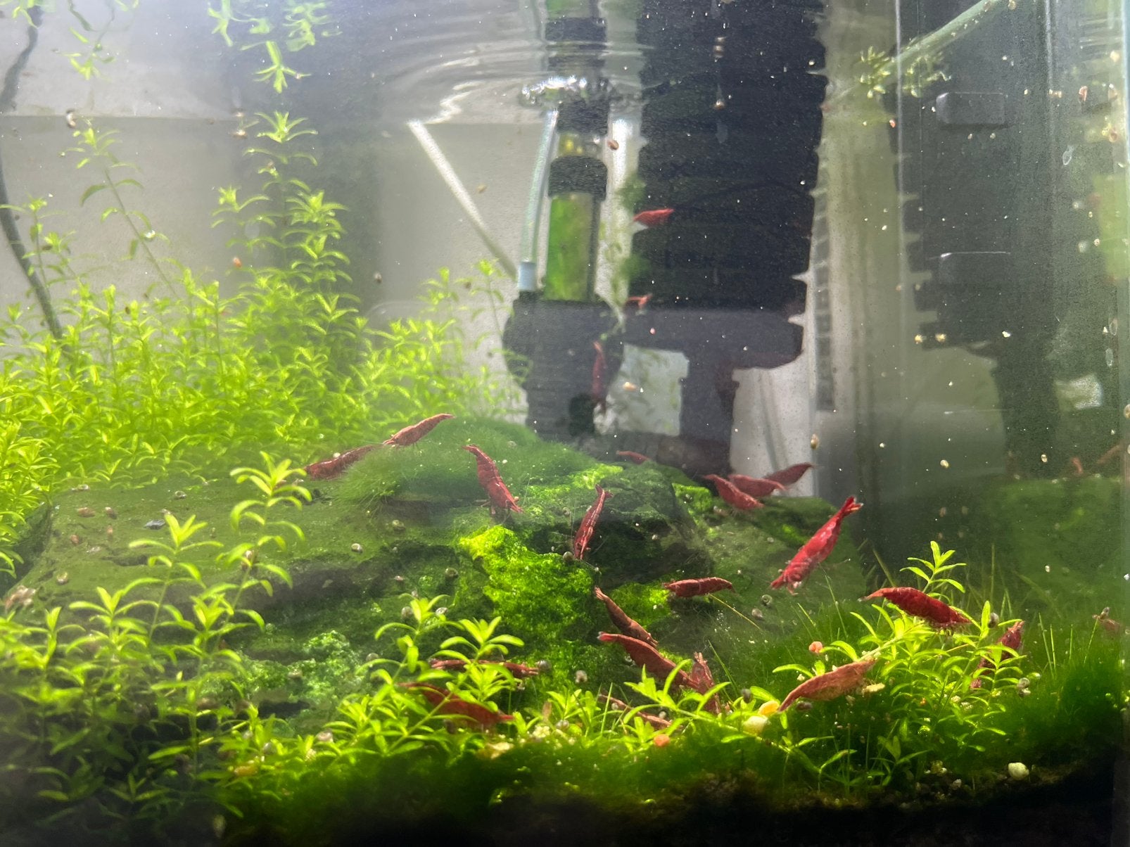 Red Fire Garnalen Low grade, Ophalen, Zo goed als nieuw