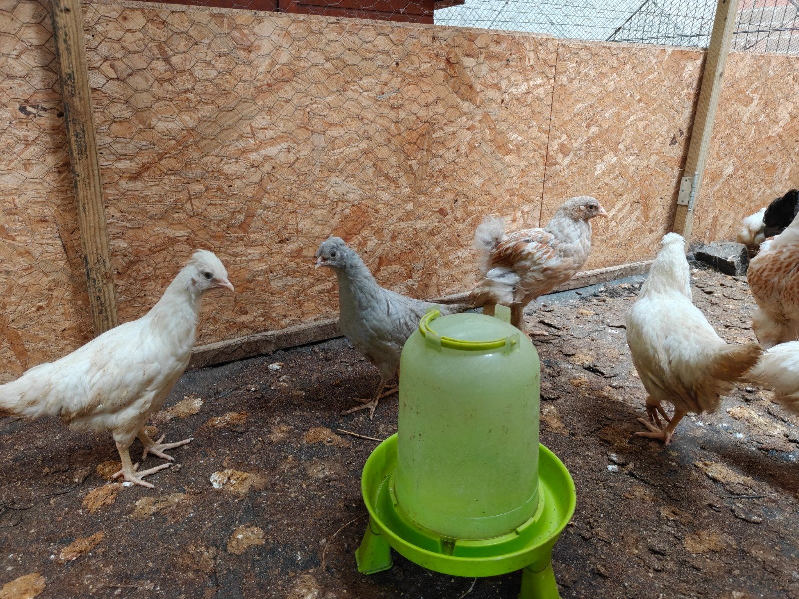 Half was Kuikens kleurleggers beschikbaar, Dieren en Toebehoren, Pluimvee, Geslacht onbekend
