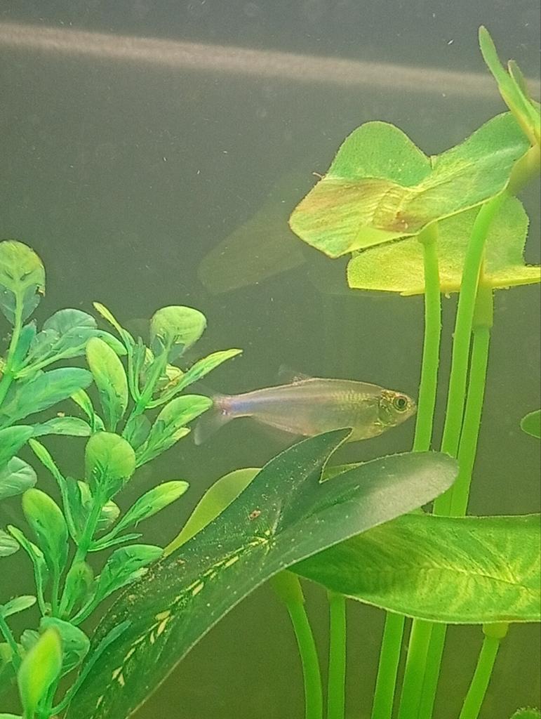 Blueking tetra (7 stuks), Dieren en Toebehoren