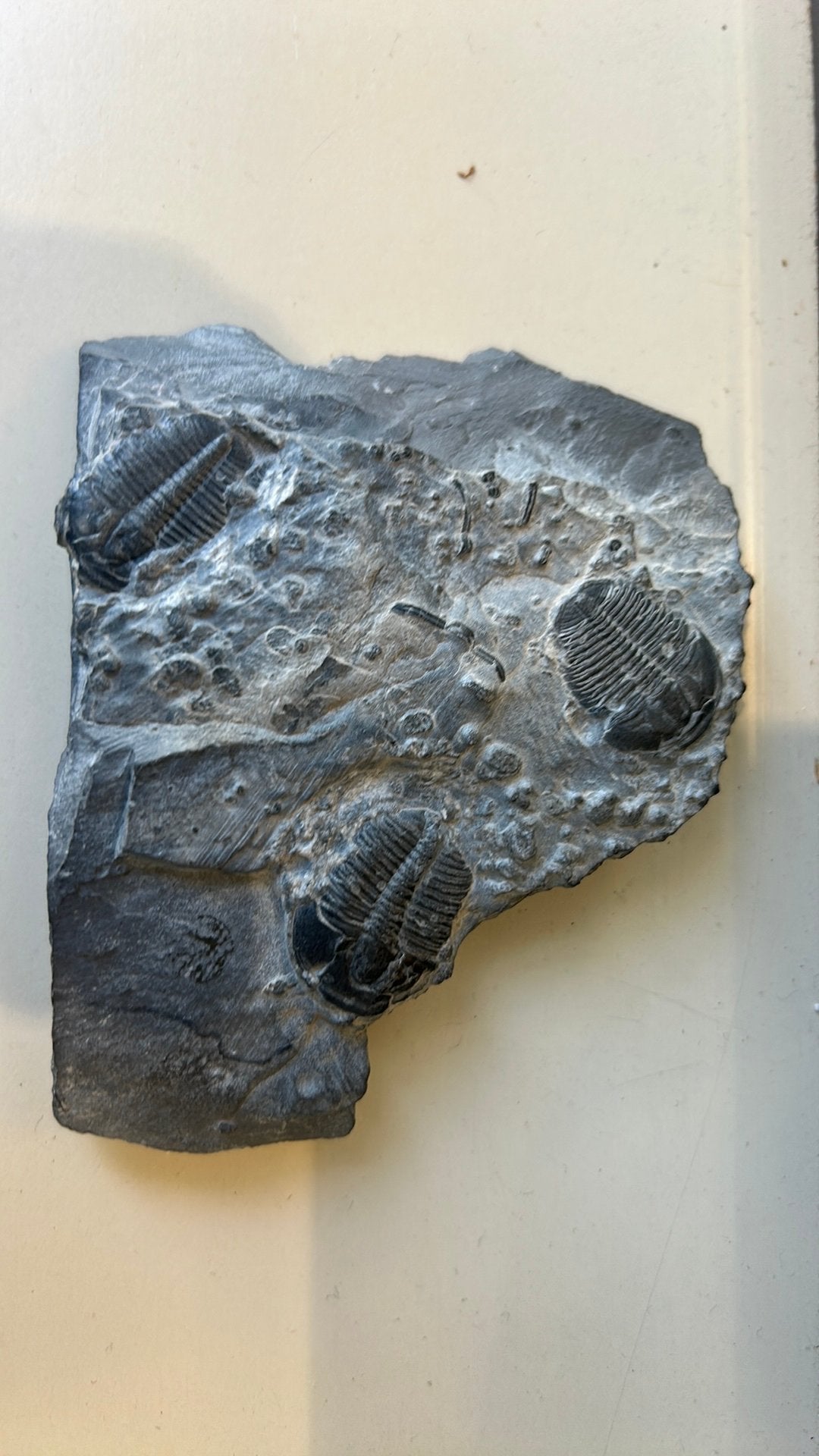 trois spécimens de trilobites, Elrathia kingii., Collections, Minéraux & Fossiles, Enlèvement ou Envoi, Fossile