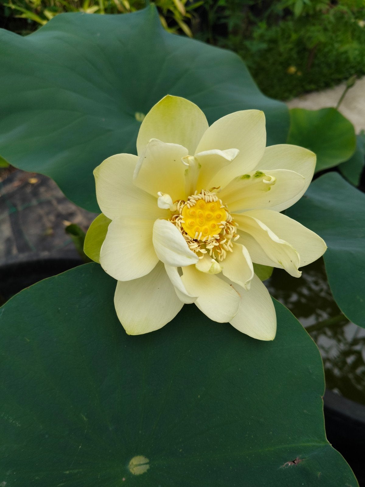 Heilige lotusbloem, Ophalen