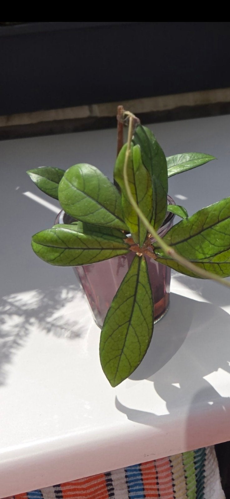 Hoya, Enlèvement ou Envoi