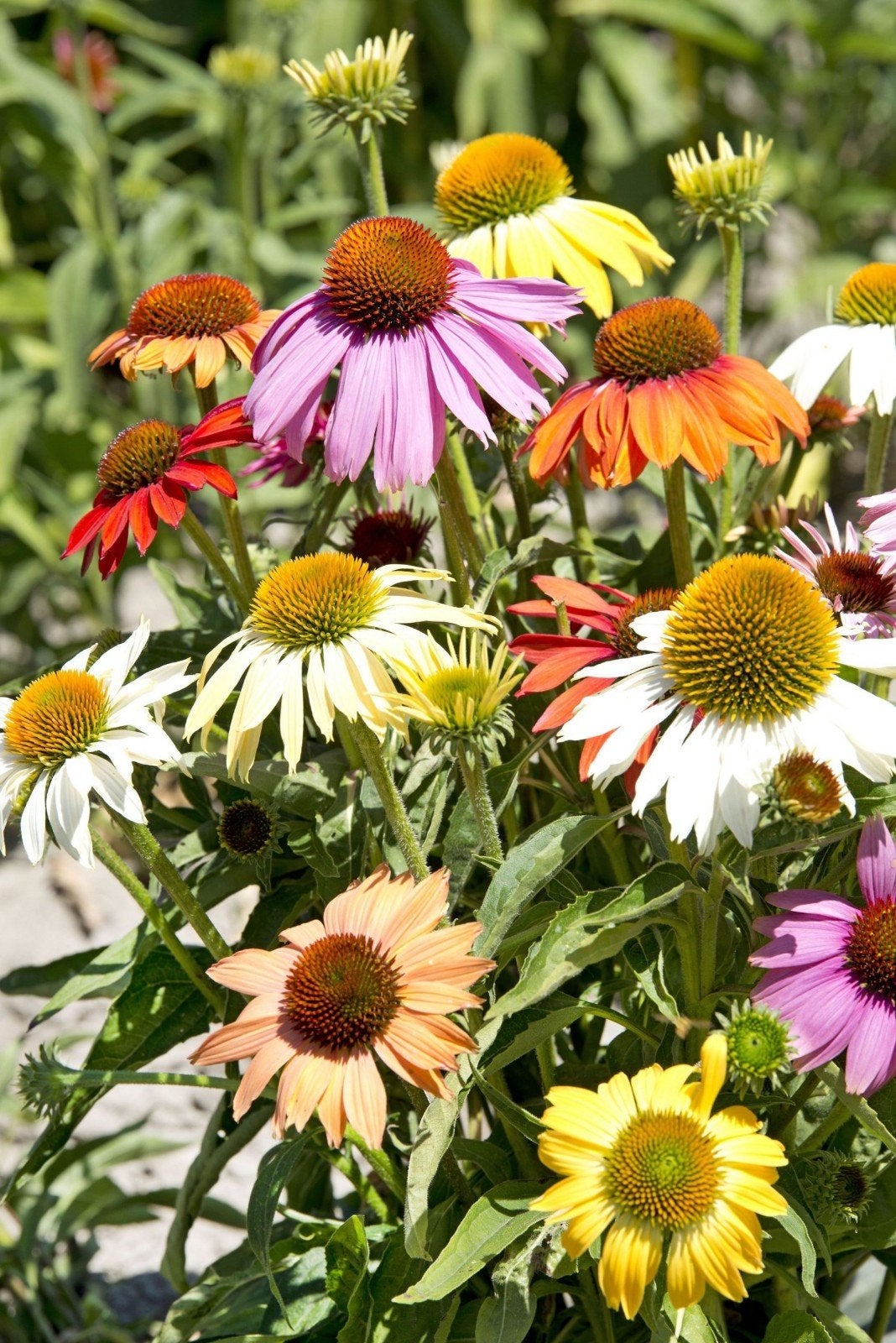 Echinacea Paradisio Mix, Tuin en Terras, Ophalen
