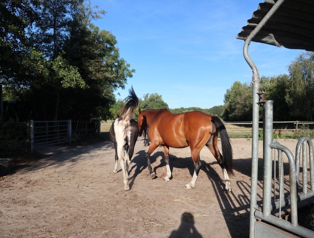 paardenpension te Brecht, Stalling