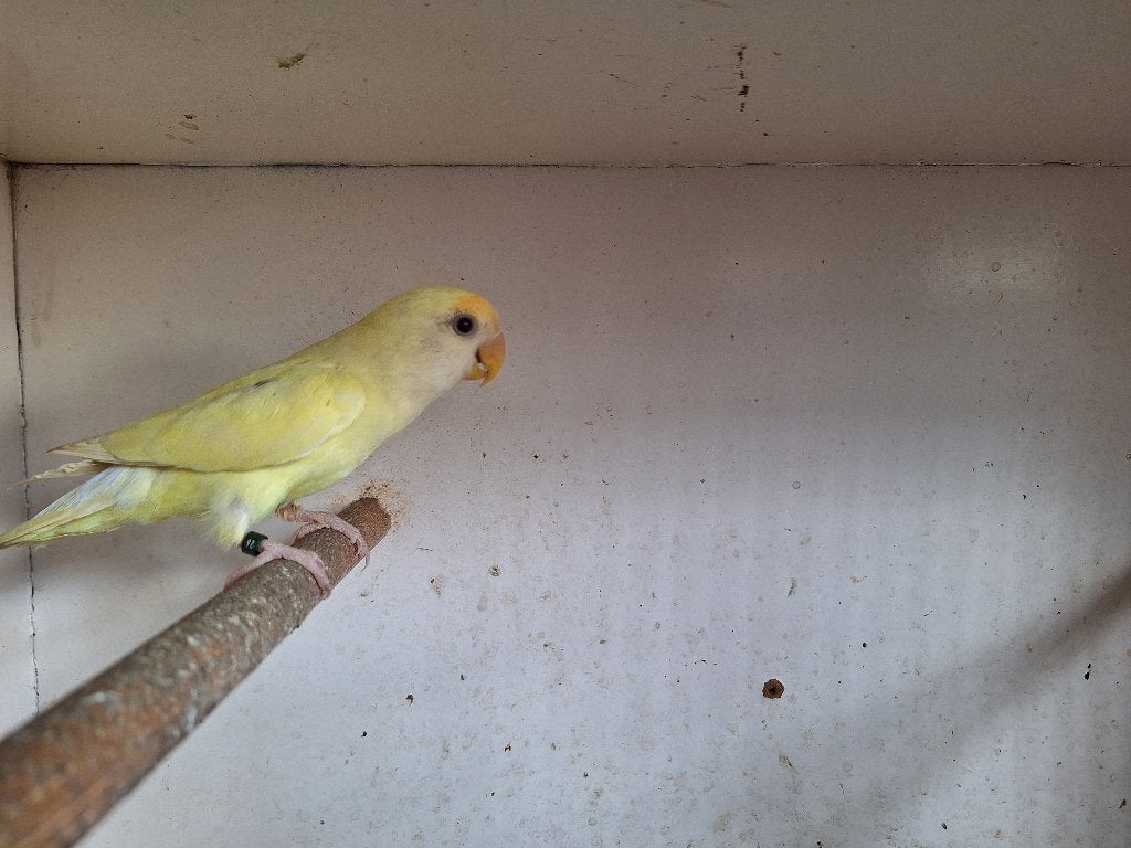 Roseicolli's, Geslacht onbekend, Dwergpapegaai of Agapornis, Geringd