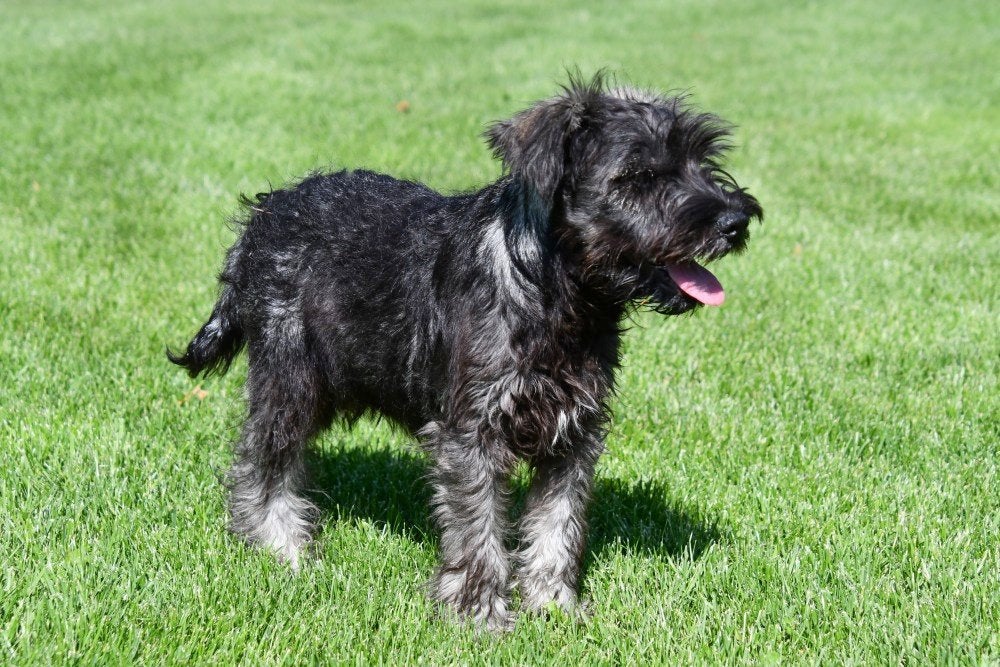 Dwergschnauzer pups te koop, Dieren en Toebehoren, 15 weken tot 1 jaar, Buitenland, Parvo, Meerdere