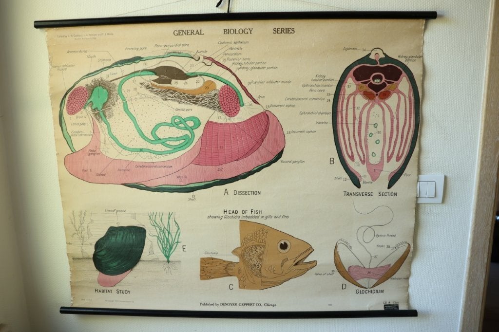 Vintage biologische schoolplaat Mossel, Antiek en Kunst, Antiek | Schoolplaten, Ophalen of Verzenden