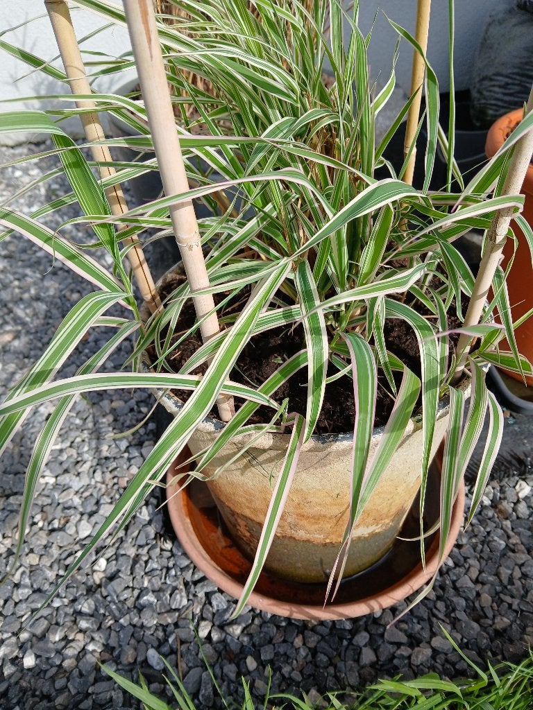 plante phalaris panaché bord étang, Ophalen, Zo goed als nieuw