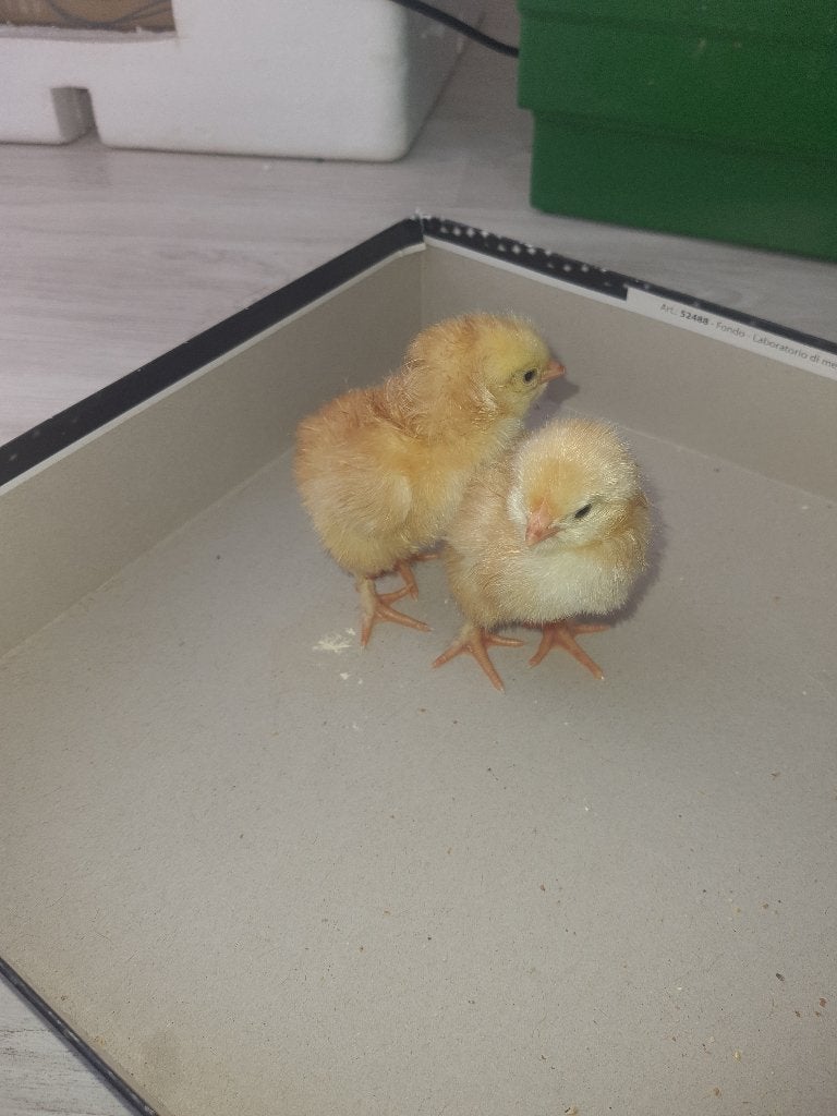 Kuikens te koop, Dieren en Toebehoren, Pluimvee, Kip
