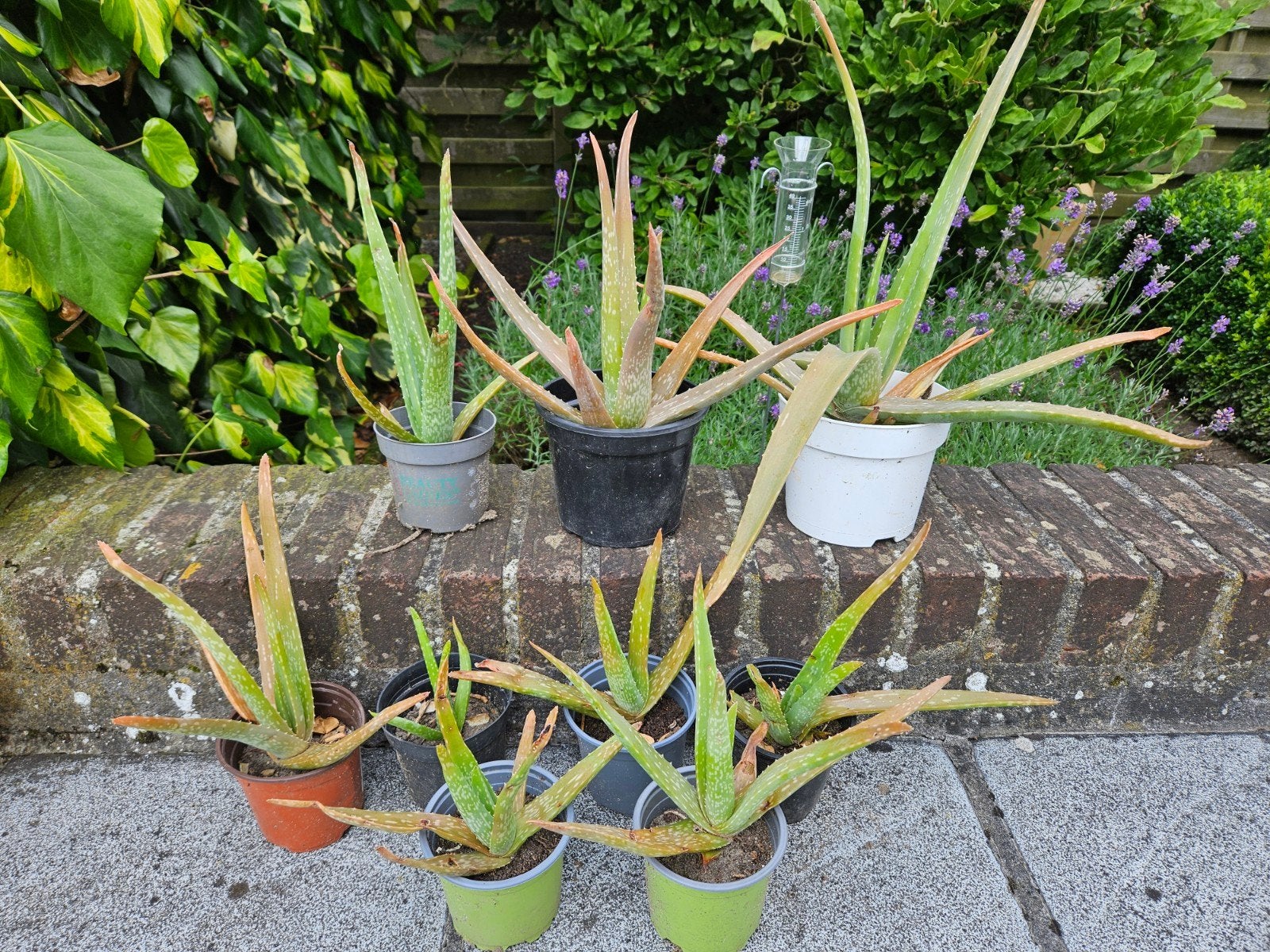 Mooie aloë vera plantjes (ook leuk als geschenkje), Ophalen