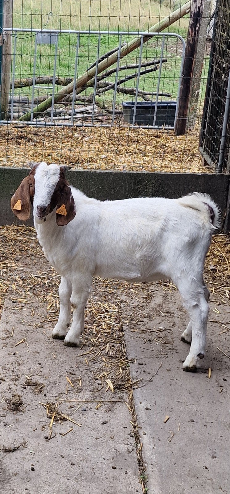 geite, Dieren en Toebehoren