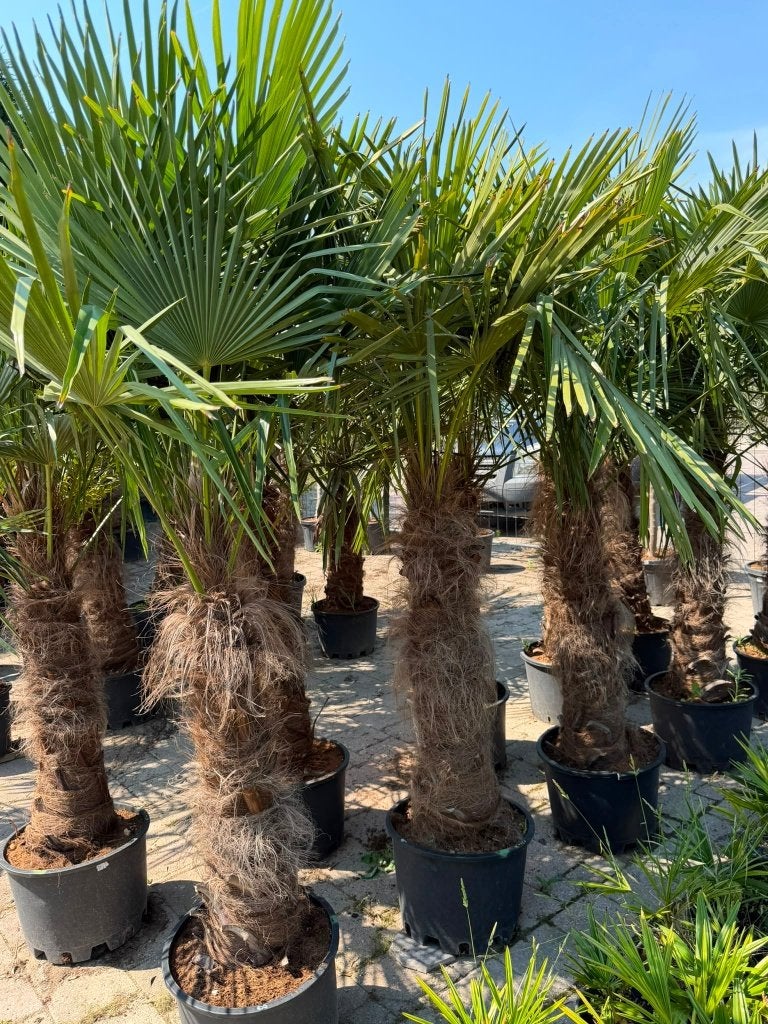 Trachycarpus Fortunei palmboom, Ophalen, In pot, Palmboom