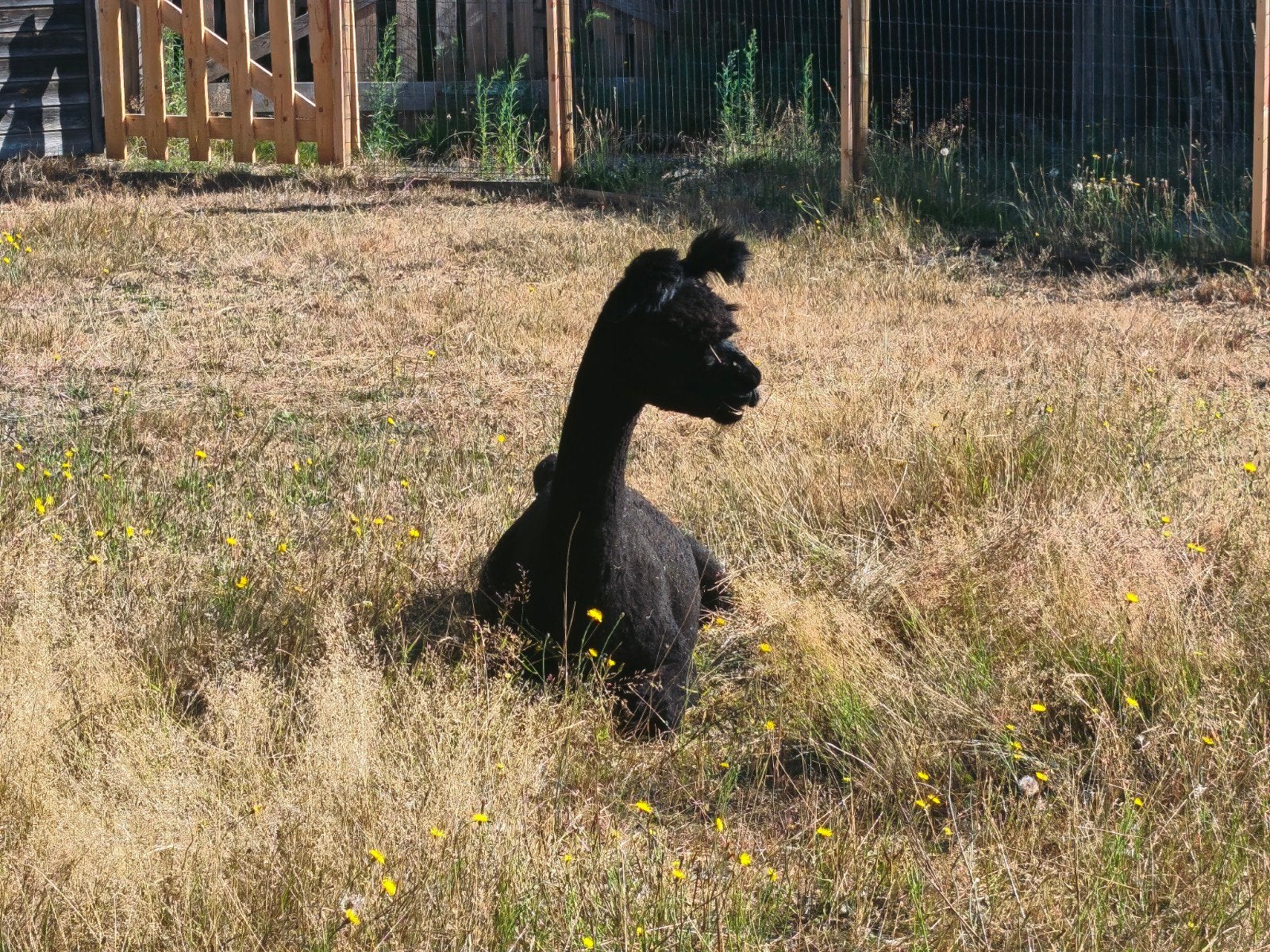 onze laatste alpaca (hengst), Dieren en Toebehoren, Oktober, Mannelijk