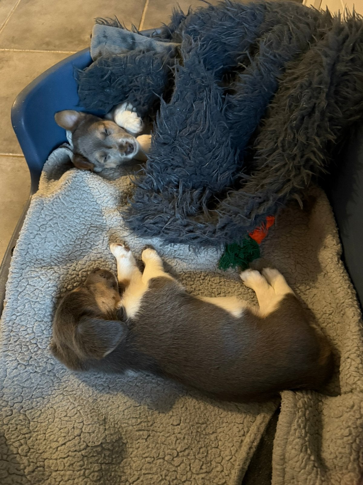 Jack Russels, Dieren en Toebehoren, België, Particulier, Jack Russell Terriër, Meerdere dieren