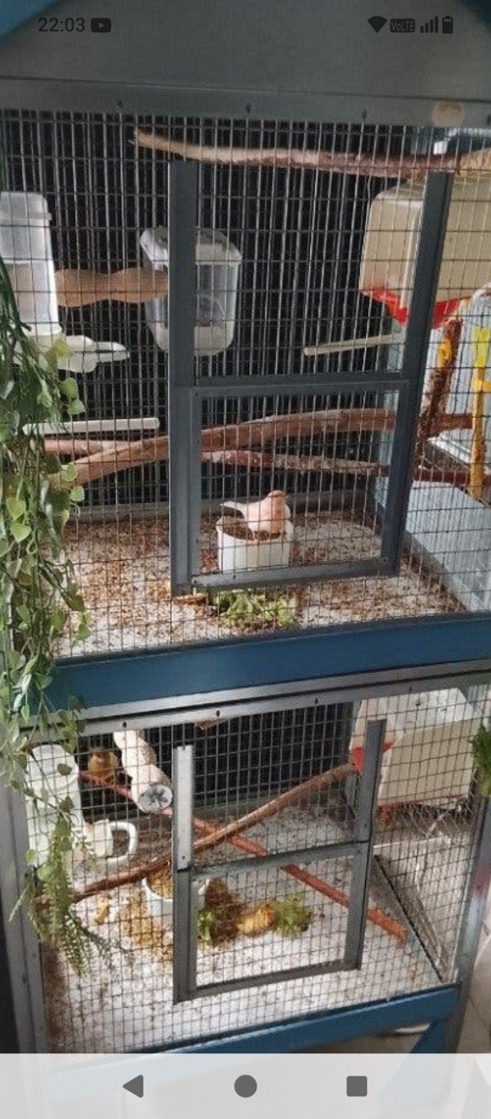 cage très grande complète avec ou san oiseau, Ophalen of Verzenden