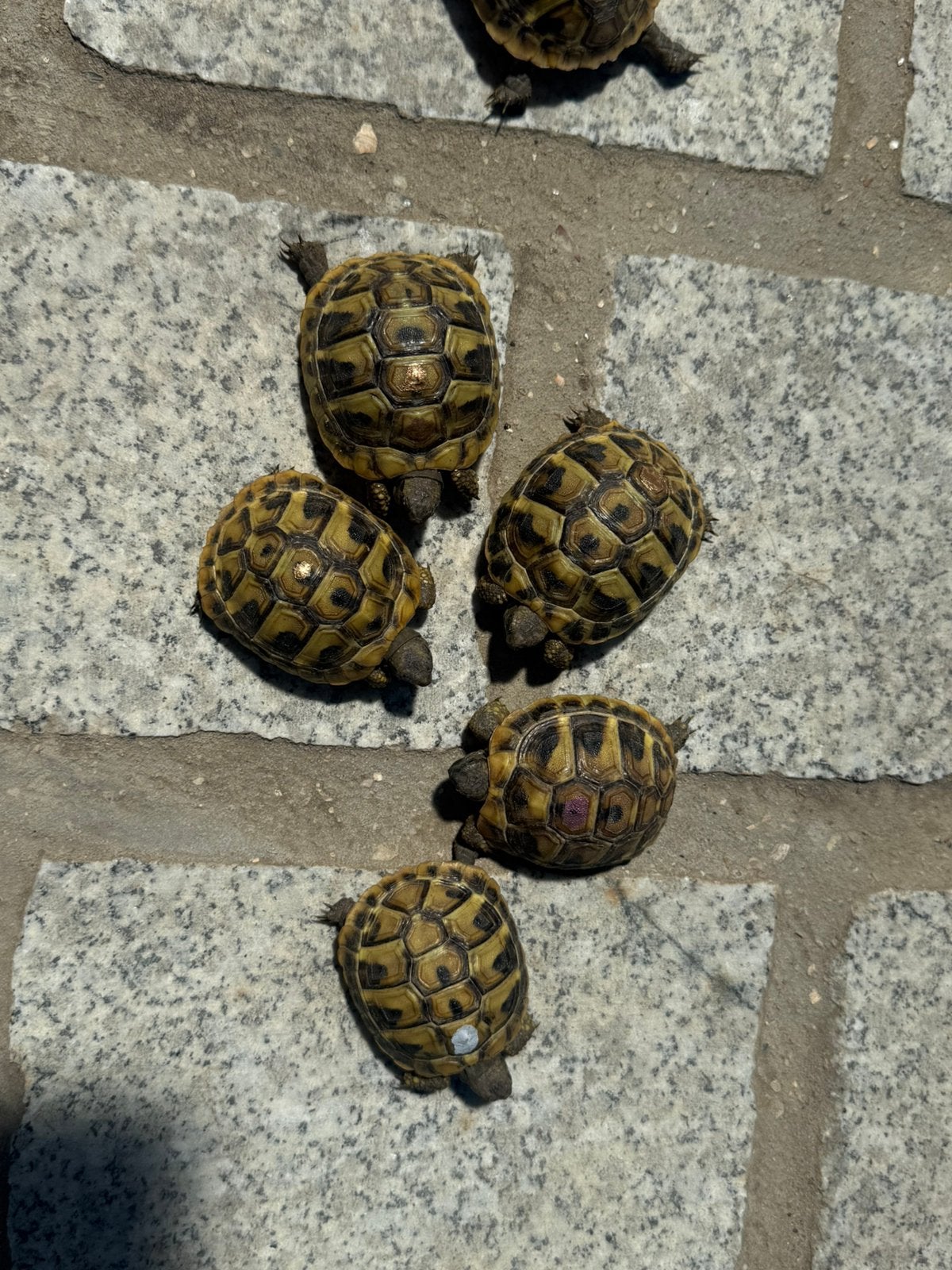 Testudo hermanni. (tortue terrestre grecque), Animaux & Accessoires