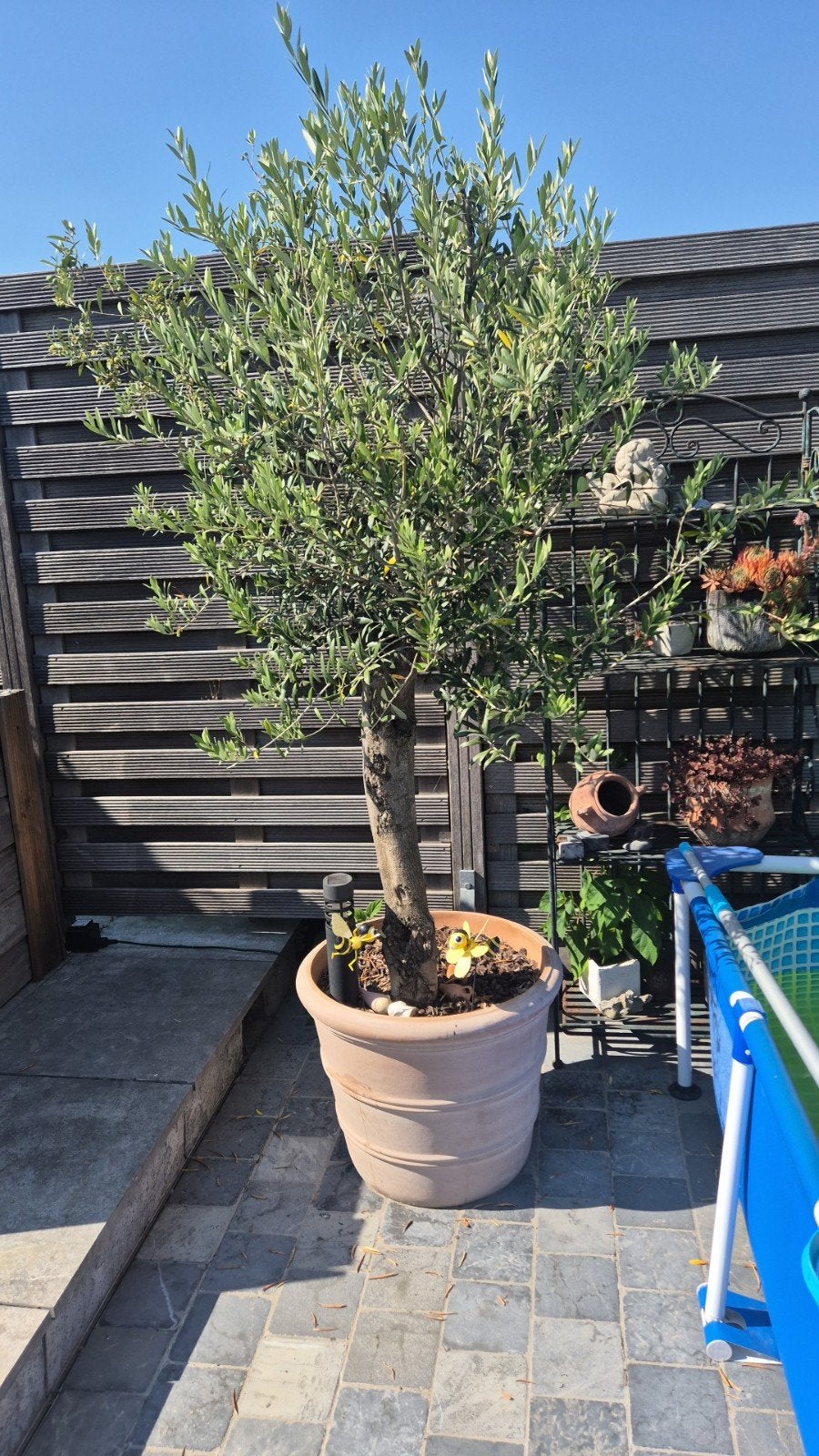 olijfboom, Tuin en Terras, Ophalen