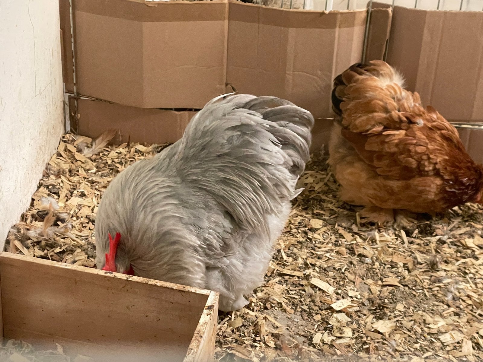 Cochin kriel haan, Dieren en Toebehoren