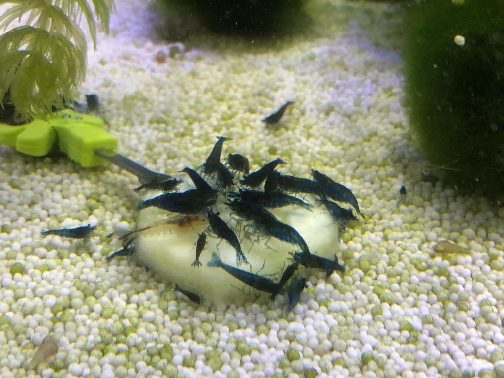 Blue dream garnalen (neocaridina), Homard, Crabe ou Crevette, Poisson d'eau douce, Banc de poissons
