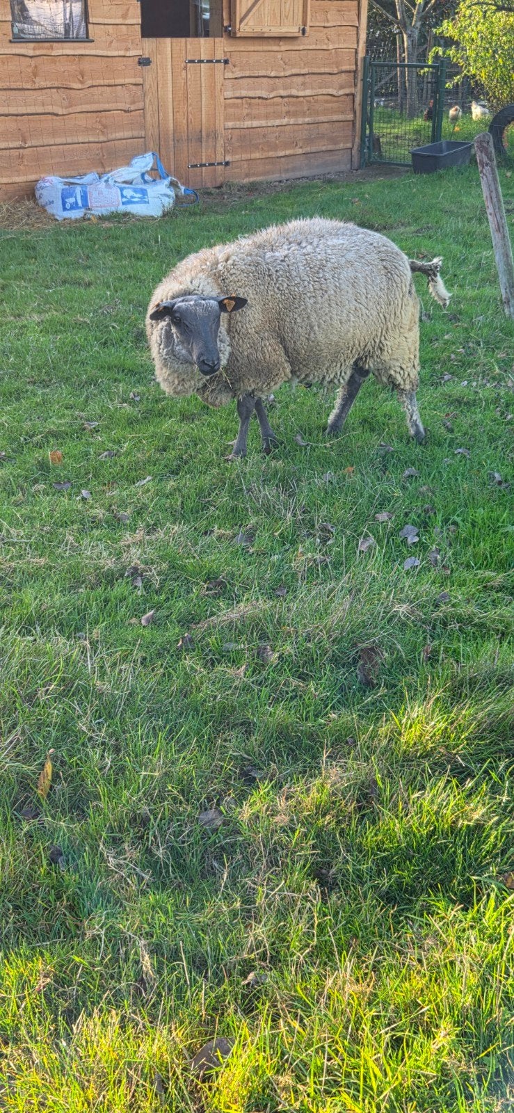 ram 2026, Dieren en Toebehoren