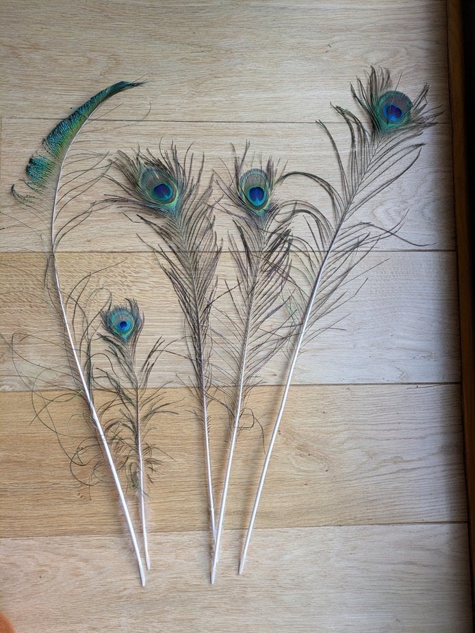 maison - vraies plumes de paon, Enlèvement, Comme neuf