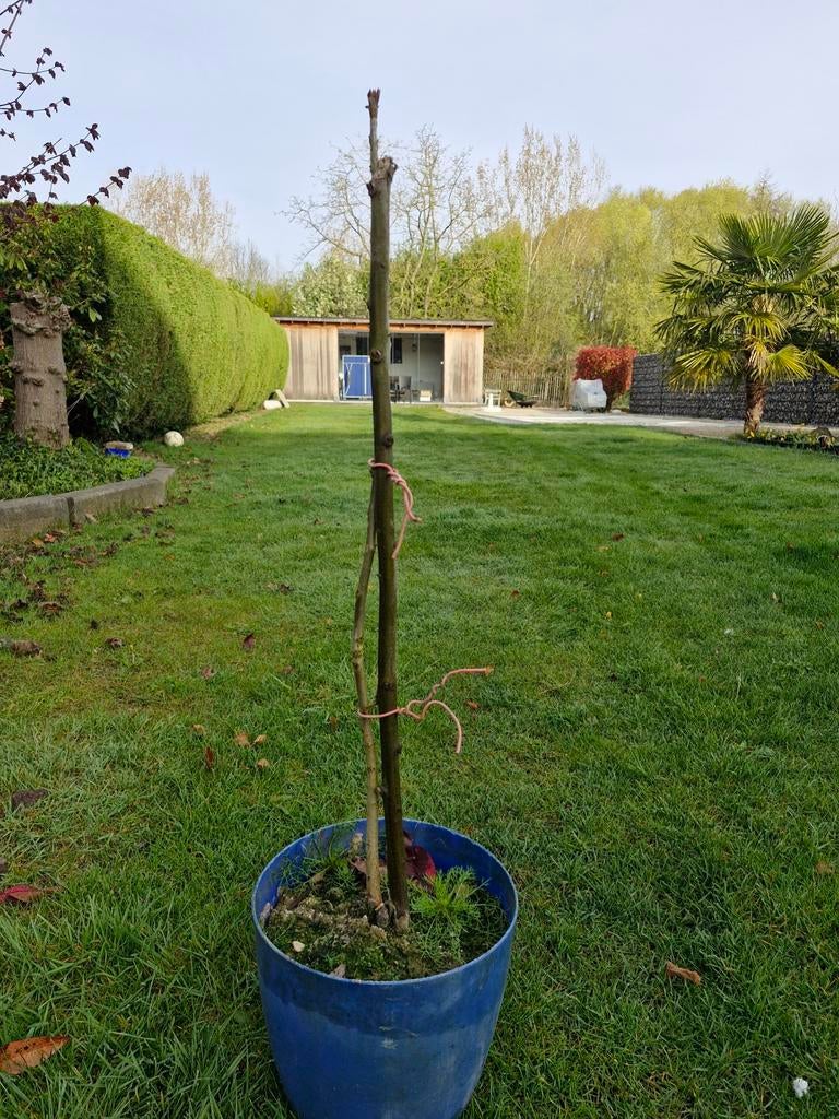 Walnoten of okkernotenboom, Enlèvement