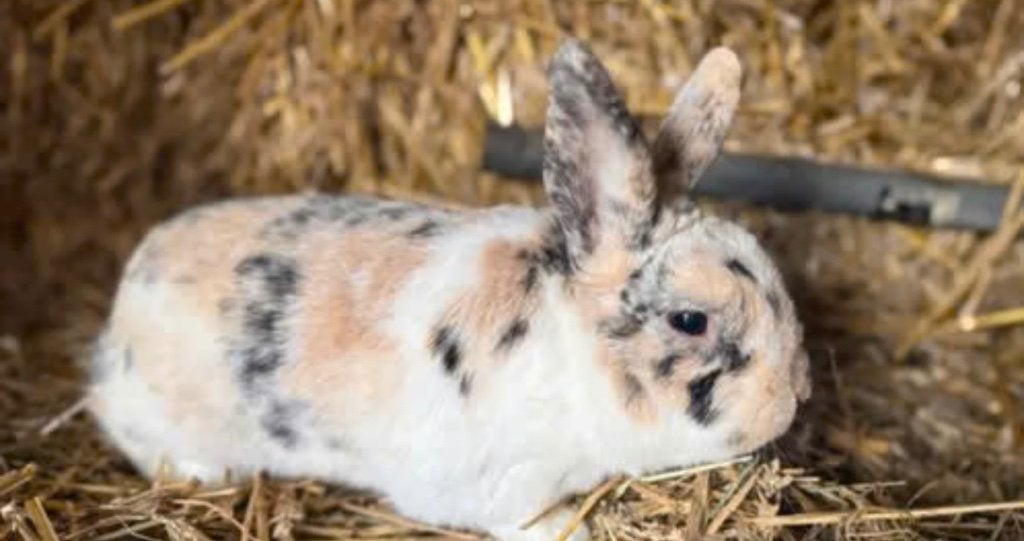 dwergkonijn, Dieren en Toebehoren, Meerdere dieren, Dwerg, 0 tot 2 jaar