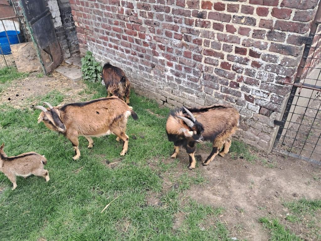 Dwerggeiten te koop bokken en ooien