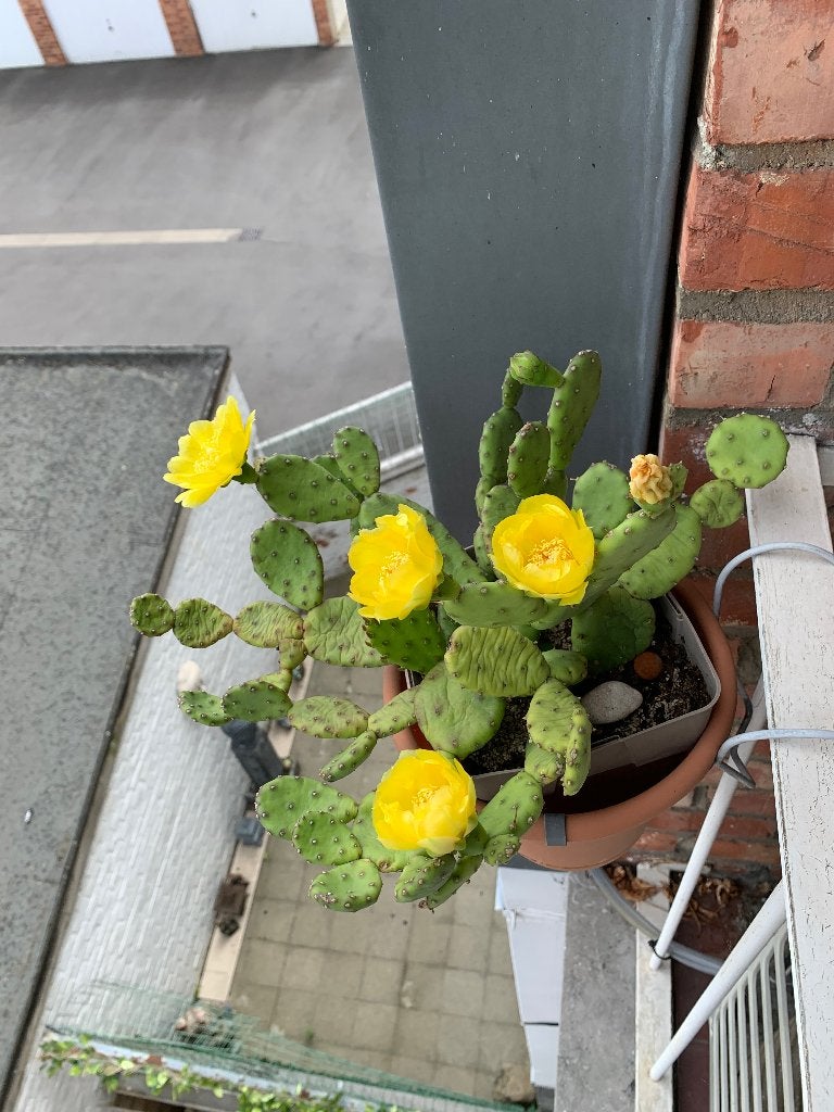 Wintervast cactus, Overige soorten, Volle zon, Vaste plant, Ophalen of Verzenden