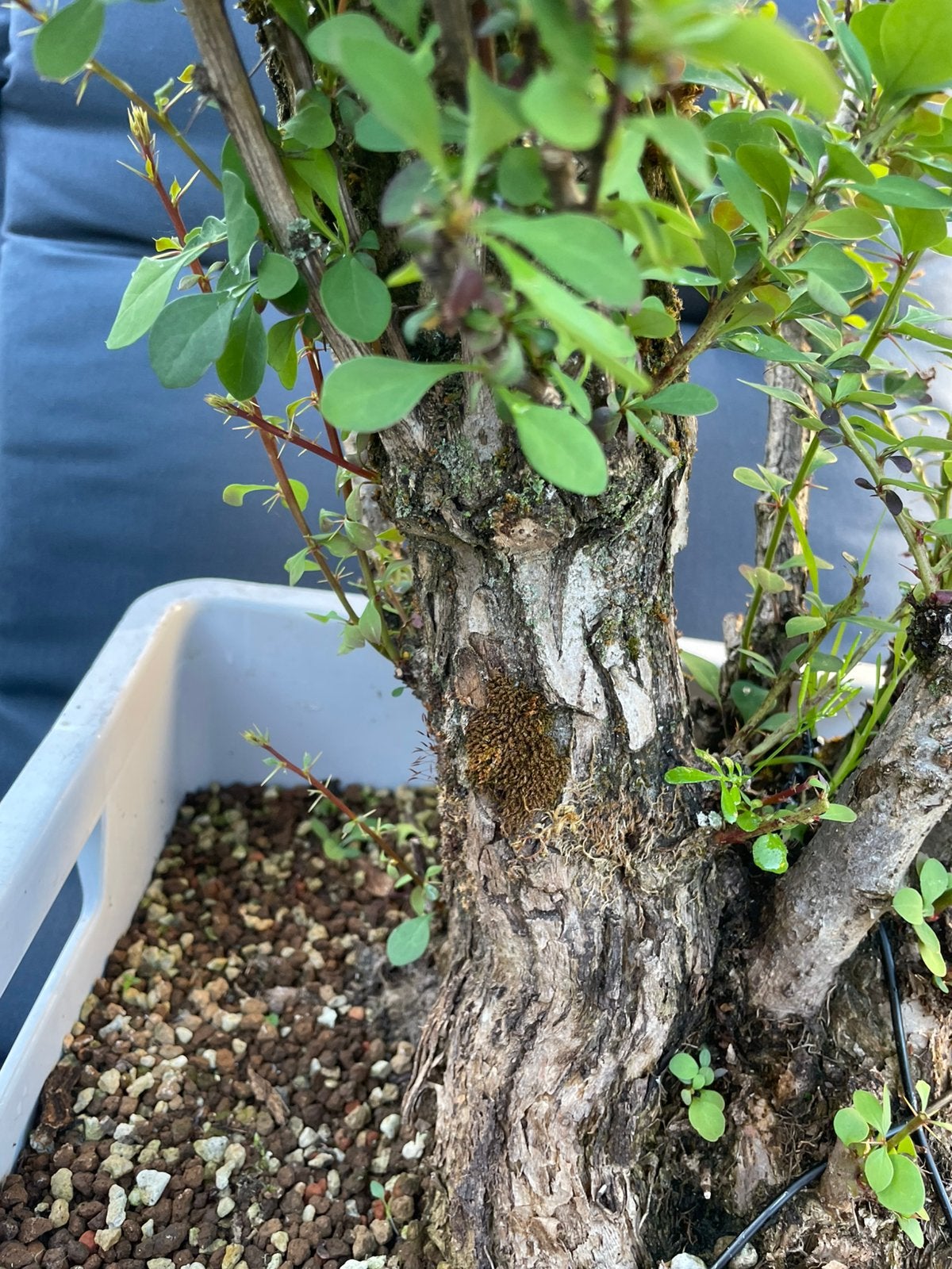 Bonsai berberis, Ophalen
