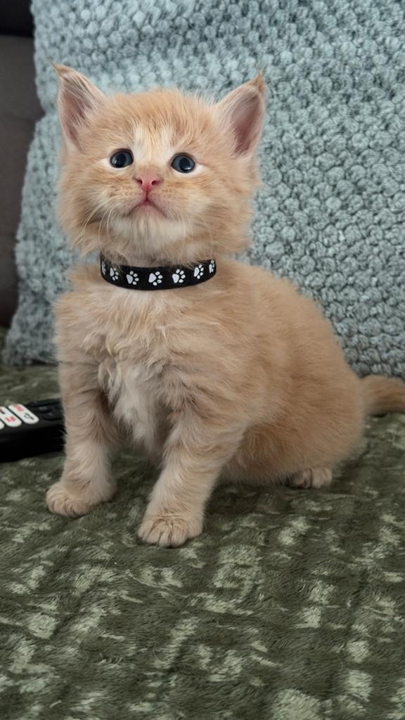 Prachtige Maine Coon kittens, Dieren en Toebehoren, Katten en Kittens | Raskatten | Langhaar, Geslacht onbekend, Gechipt, 0 tot 2 jaar