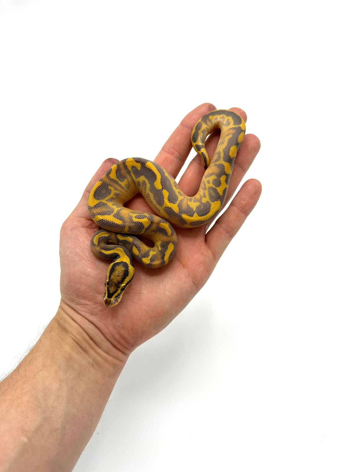Diverse Python regius - koningspythons Ball Python photo 11
