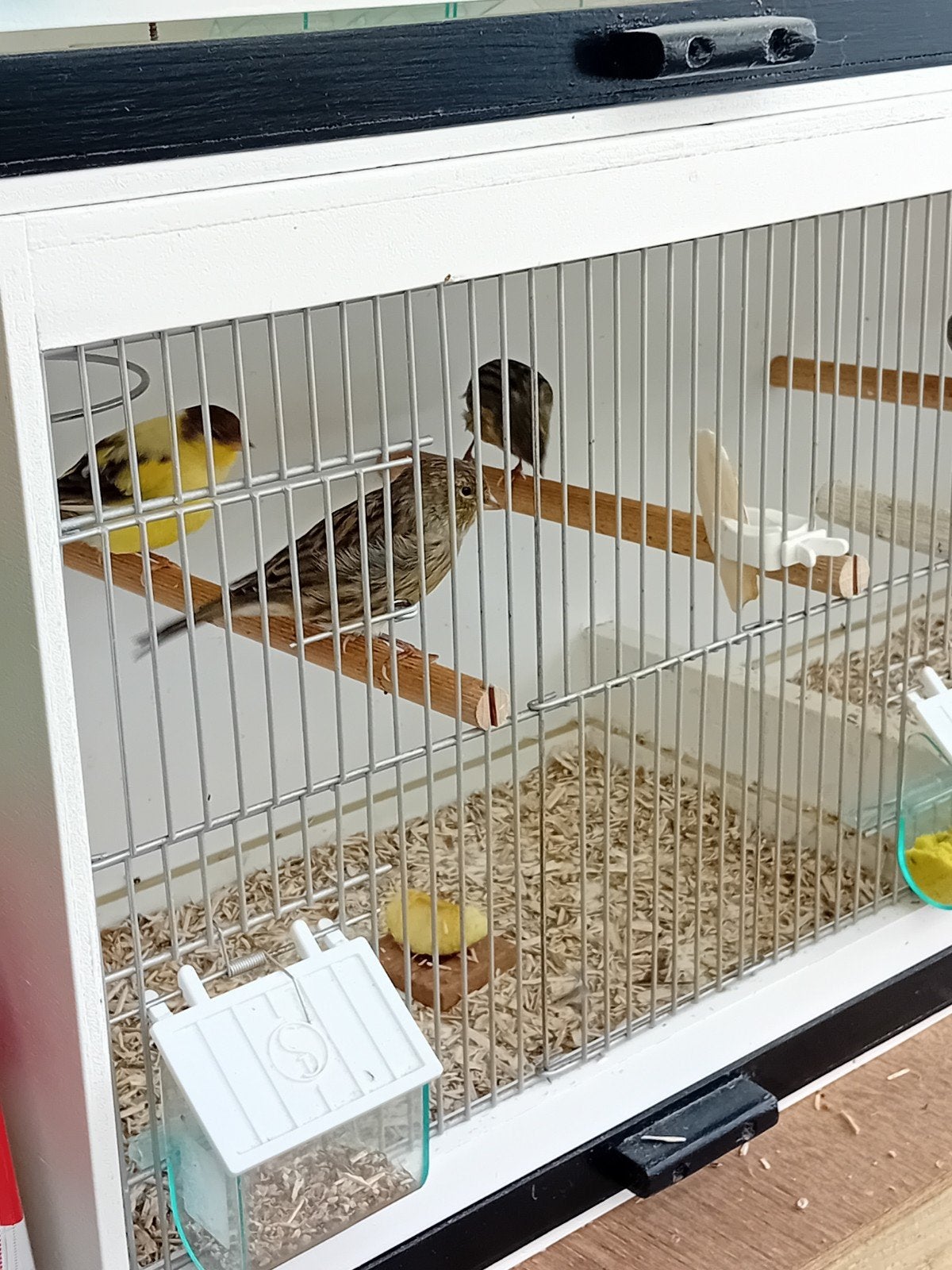 kanaries jongen, Dieren en Toebehoren, Geslacht onbekend, Kleurkanarie