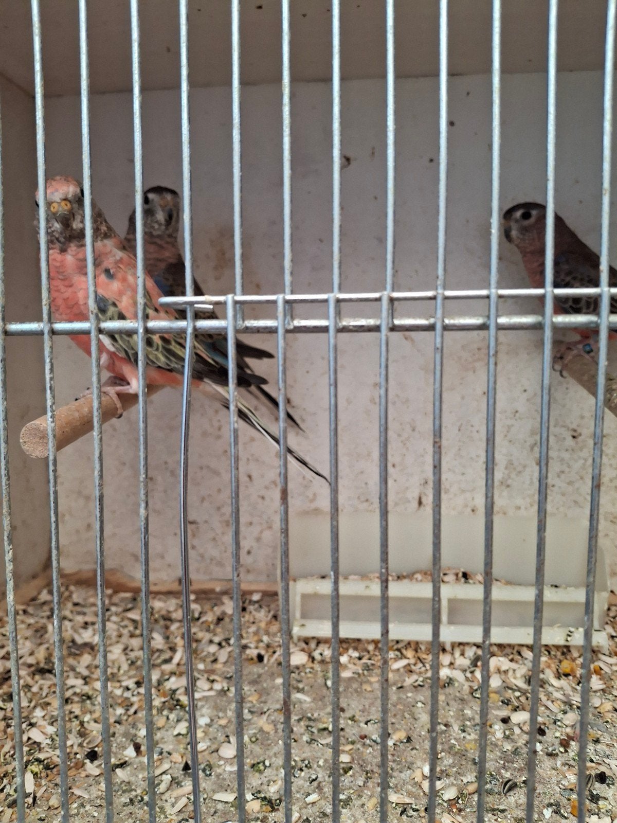 Roze boerkes, Dieren en Toebehoren, Vogels | Overige Vogels