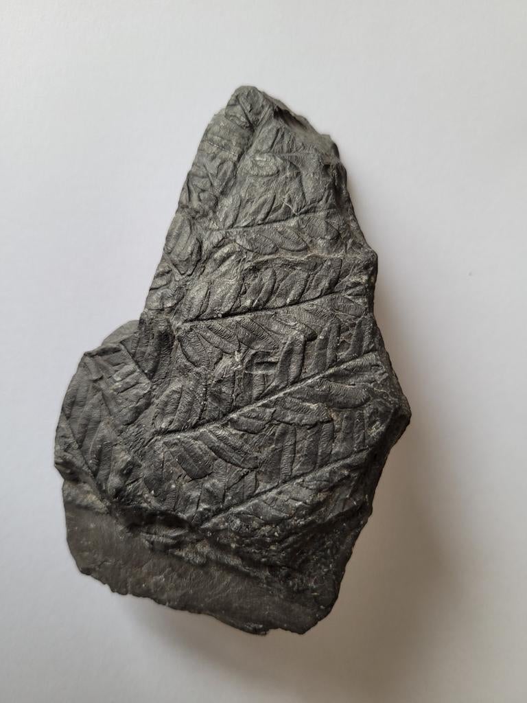 Fossile de fougère, Enlèvement, Fossile