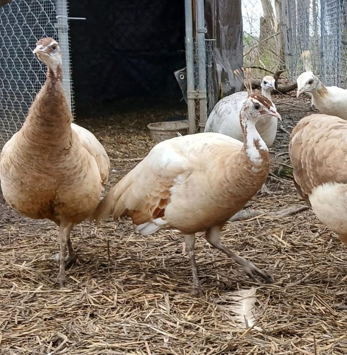 Gezocht Perzik pauwen, Dieren en Toebehoren