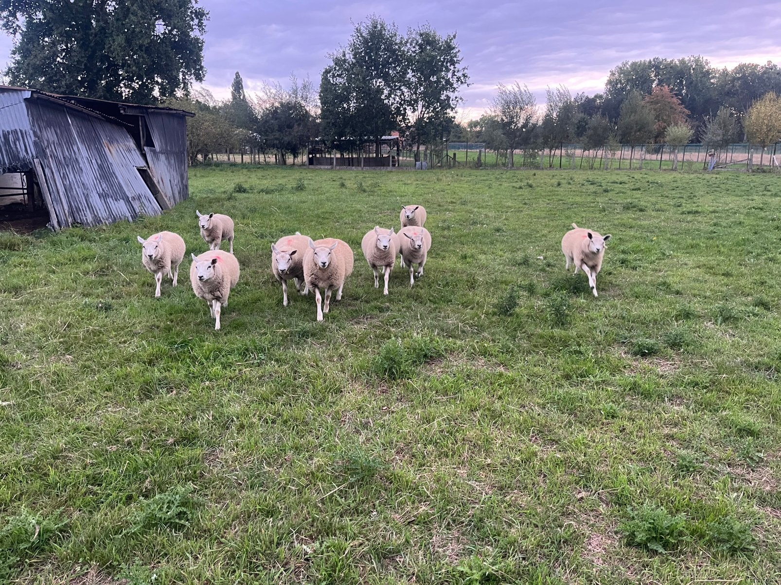 Jong ooien, Animaux & Accessoires